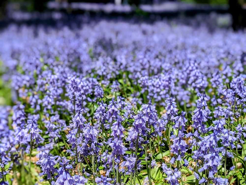 Brooklyn Botanic Garden